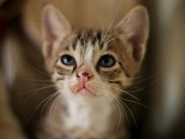 Exploring the Effectiveness of GPS Collars for Monitoring Urban Roaming Cats