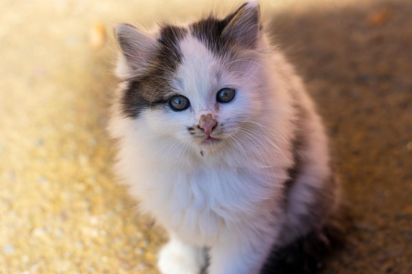 Support Your Feline Friend: Effective Strategies to Alleviate Cat Separation Anxiety